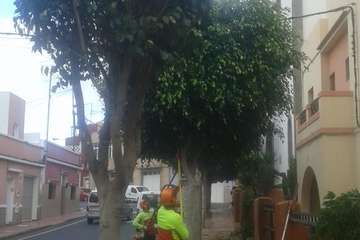 Parques y Jardines poda El Calero y sus alrededores (Foto Antonio Rico y TA)
